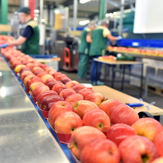 Apples on a Conveyor